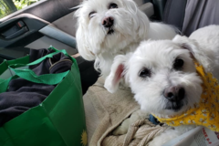 Request Quote: Good Dog Club Pet Sitting Services - Pittsburgh, PA