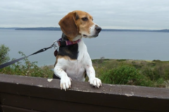 Request Quote: Stella & Floyds Pet Boarding and Pet Care Services - Woodway, WA