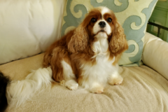 Request Quote: Wags To Riches Mobile Grooming Services - Jacksonville, FL