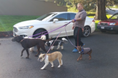 Request Quote: Dogs Love To Walk - Dog Walker - Foster City, CA