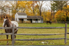 Request Quote: WM Snyder Pet Photographer  - Pemberville, OH