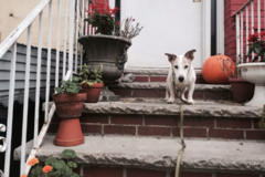 Request Quote: Skootee’s Pet Care - In Home Pet Sitting Services - The Bronx, NY