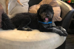 Request Quote: South Boston Dog Walking and Sitting - Boston, MA