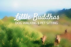 Request Quote: Little Buddhas Dog Walking & Pet Sitting Services - San Francisco, CA