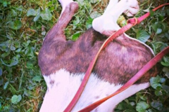 Request Quote: Medfield Dog Walkers and Pet Sitters - Baltimore, MD