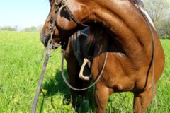 Request Quote: Meeks Cutting Horses - Horse Boarding Facility - Shelbyville, KY