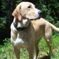 Rocky Mountain Dog Runner - Dog Walking Service - Highlands Ranch, CO