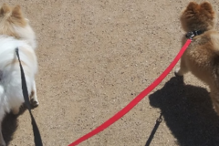 Request Quote: Smiling Pets - Midland, TX