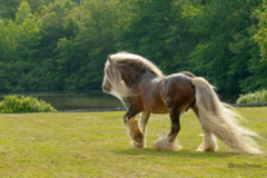 Request Quote: Debby Thomas Pet Photography - Manakin-Sabot, VA