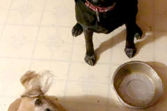 Request Quote: LC Pet Care LLC - Pet Sitting Services - Nashotah, WI