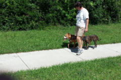 Request Quote: Great Companion In-Home Dog Training - Wittmann, AZ