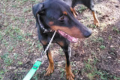 Request Quote: Richards Pet Rides and Animal Transport - Nationwide