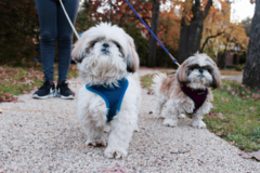Request Quote: Happy Pets NYC - Dog Walking and In Home Pet Sitting - Flushing, NY