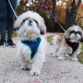 Happy Pets NYC - Dog Walking and In Home Pet Sitting - Flushing, NY