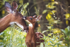 Request Quote: Wertz Photography and Fine Art LLC - Pet Photographer - York, PA