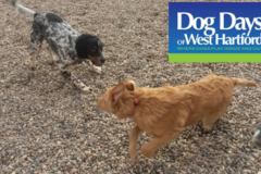 Request Quote: Dog Days of West Hartford  - Hartford, CT