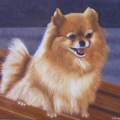 Linda's Pet Portraits - Nationwide