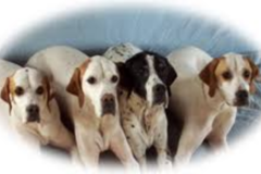 Request Quote: Sturbridge In Home Pet Sitting Services - Sturbridge, MA