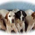 Sturbridge In Home Pet Sitting Services - Sturbridge, MA