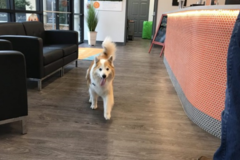 Request Quote: Dogtopia at The Avenues - Dog Daycare, Boarding Spa - Jacksonville, FL