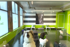Request Quote: Citizen Canine Pet Boarding and Pet Care - Chicago, IL