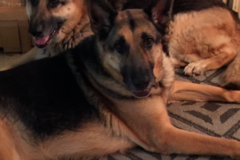 Request Quote: VIP In Home Pet Sitting and Dog Walking - Sanborn, NY