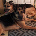 VIP In Home Pet Sitting and Dog Walking - Sanborn, NY