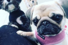 Request Quote: Dog Walks - Pet Sitting - Pet Taxi - San Francisco, CA