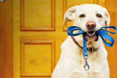 Request Quote: Venice Dog Walkers LLC - Venice, FL