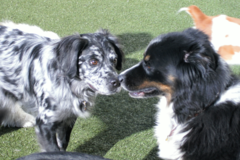 Request Quote: Lucky Dawg Doggie Daycare and Boarding - Santa Fe, NM