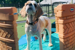 Request Quote: Beechnut Kennels - Edgewater, MD