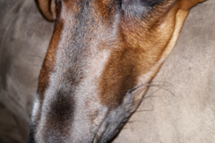 Request Quote: EZ Pet Photoz - Pet Photographer - Columbus, OH