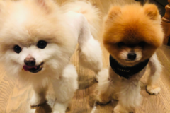 Request Quote: Barking Up the Right Tree - Pet Sitting Care - Chamblee, GA
