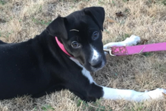 Request Quote: Professional Dog Sitter - Piedmont, SC