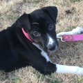 Jana - Professional Dog Sitter - Piedmont, SC