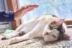 Request Quote: Reiki with Deanna - Animal Reiki Care - Nationwide