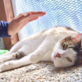 Energy Healing for Animals - Nationwide