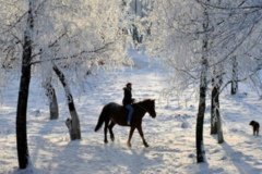 Request Quote: Wildflower Horse Farm - Horse Boarding - Canterbury, NH