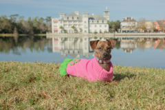 Request Quote: Playful Paws Pet Photography - Celebration, FL