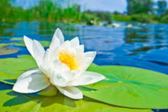 Request Quote: Spirit & Serve - The Work of the Divine - Animal Reiki - Nationwide