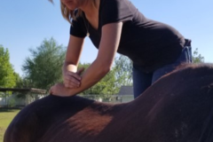 Request Quote: Sonoran Animal Chiropractic Care - Phoenix, AZ