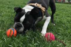 Request Quote: Ms. B’s Pet Care - Dog Walker and Pet Sitter - Boston, MA