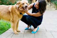 Request Quote: Lisa Lawrow Intuitive Animal Communication Healing - Minneapolis, MN