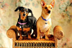 Request Quote: Hudson's Portrait Design - Pet Photographer - Seattle, WA