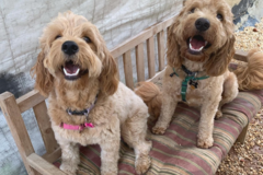 Request Quote: The Pet Nanny - Dog Walking and Cat Care - Philadelphia, PA