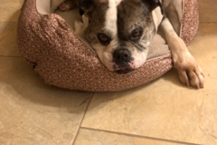 Request Quote: Bed and Biscuits Pet Sitting  - Millwood, NY