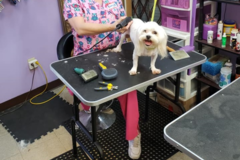 Request Quote: Amazing Animals Pet Mobile Grooming Spa - Jacksonville, FL