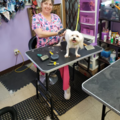Amazing Animals Pet Grooming Spa - Jacksonville, FL