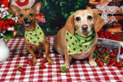 Request Quote: The Pet Fur'tographer - Pet Photography - Arlington, TX