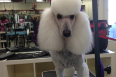 Request Quote: Shampoodles Mobile Pet Grooming  - Pompano Beach, FL